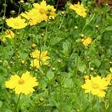 Coreopsis auriculata 'Nana' 18 Plants 4 inch Pots