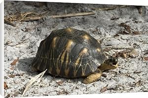 Radiated tortoise Canvas Prints