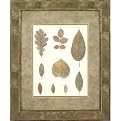 Leaf Study B Wall Art - 16x20"
