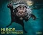 Hunde unter Wasser