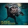 Hunde unter Wasser