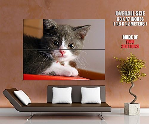 Cute Kitten Small Cat Animal Print POSTER GIGANTIC SIZE 63x47 inches (160x120 cm) - made of 2 sections