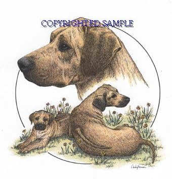 Rhodesian Ridgeback - Trio Image by Cindy Farmer