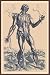 Art Poster, The Fifth Plate of the Muscles - 18.75 x 27.5