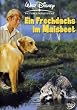 Ein Frechdachs im Maisbeet