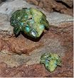 Frog - Serpentine & Turquoise