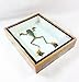 Real Wallace's Flying Frog Mounts Animals Taxidermy in Framed