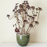 solxsol 多肉植物 living plants(大型）－黒法師－ 器のサイズ：幅220×奥行220×高さ200(mm) 11488