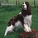 English Springer Spaniels 2007 Calendar