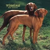 Vizslas 2007 Calendar