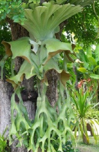 HEIRLOOM NON GMO Staghorn Fern Spores