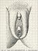Photo Jigsaw 16x12 (40x30cm) CIRCUMCISION 1775 by Mary Evans