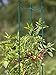 Gardener's Supply Company Pepper and Eggplant Garden Stakes | Upright Metal Vegetable Plant Supports | Sturdy V -Shape Stackable Ladder Trellis | 6