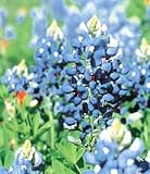 Texas Bluebonnet Lupinus Perennial 35 Seeds