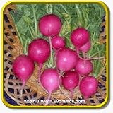 1 Oz Radish Seeds - 'Pink Celebration' Bulk Vegetable Seeds