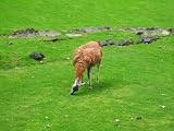 Lama Mauspad (301)