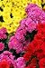 Flowers - 48