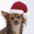 Dog Santa Hat - Pet Christmas Hat - Small