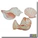 25 Sea Shells Wallies Wallpaper Cutouts