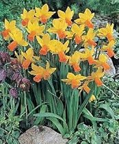Jetfire Narcissi/Daffodil 10 Bulbs - Red-Orange Cup!