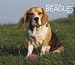 For the Love of Beagles 2009 Calendar