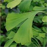 Ginkgo biloba - dwarf variety