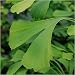 Ginkgo biloba - dwarf variety