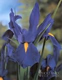 Blue Star Dutch Iris - 12 bulbs