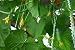 Homegarden - 24