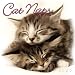 Cat Naps 2009 Calendar