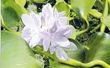 Outdoor Living : Water Hyacinth FLOATING Fish Pond Water Plant DROP IN