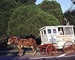 Candy Man, New Orleans Photograph - Beautiful 16"x20" Photographic Print by Carol M. Highsmith