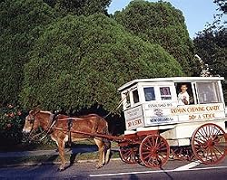 Candy Man, New Orleans Photograph - Beautiful 16"x20" Photographic Print by Carol M. Highsmith