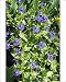 Photographic Prints of APP-4102 Blue Pimpernel from Ardea Wildlife Pets