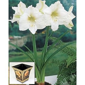 Amaryllis White Christmas in a Ball-foot Southerne Belle Pot
