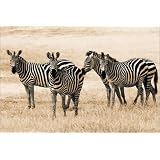Poster 100 x 70 cm - "Zebrastreifen" von Alf Drosdziok - auch in anderen Gr��en und als Leinwandbild erh�ltlichvon "POSTERLOUNGE"
