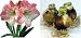Outdoor Living : Amaryllis, Appleblossom (3 Bulbs)