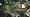 Crysis
