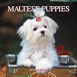 Maltese Puppies 2007 Calendar