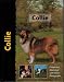 Collie