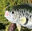 Taxidermy 12" Fiberglass Crappie Sculpture Statue