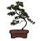 Outdoor Bonsai