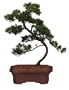 Brussel's Shimpaku Juniper Outdoor Bonsai Tree