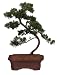 Brussel's Shimpaku Juniper Outdoor Bonsai Tree