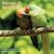 Parrots and Parakeets 2009 Wall Calendar (French Edition)