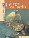 The Greensea Turtles (Returning Wildlife)
