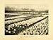 1906 Print Bulb Farm Haarlem Harlem Flower Garden Hyacinth Floral Garden Holland - Original Halftone Print
