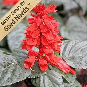 Scarlet Sage - 150 Seeds