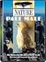 Nature - Pale Male