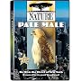 Nature - Pale Male
